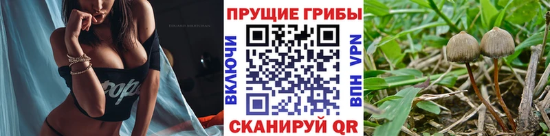 мега сайт  Дыгулыбгей  Псилоцибиновые грибы Psilocybe 